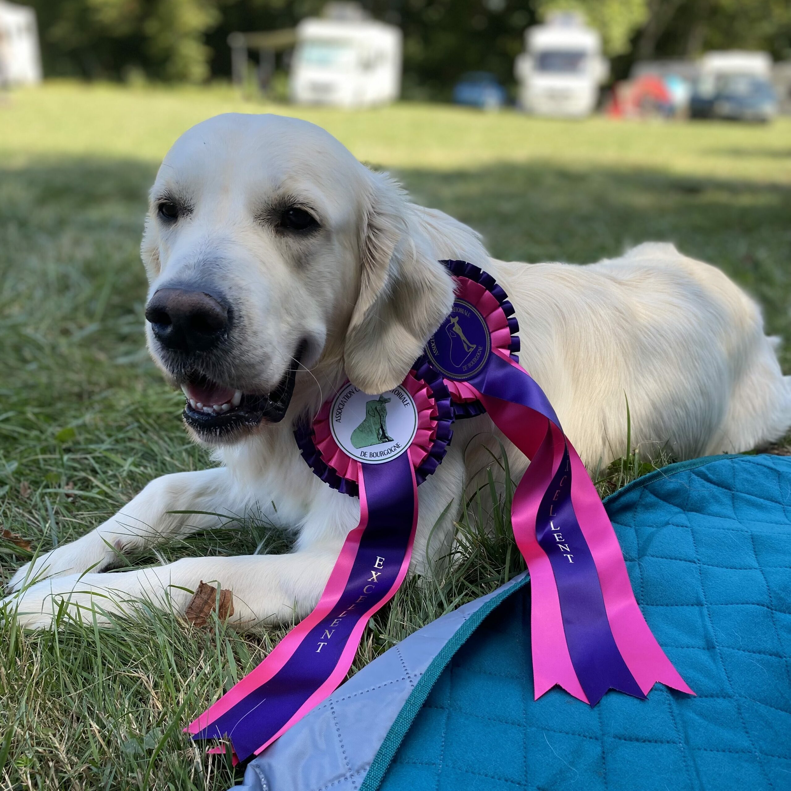 Golden Retriever avec 2 flots 1er Excellent CACS CACIB Dijon