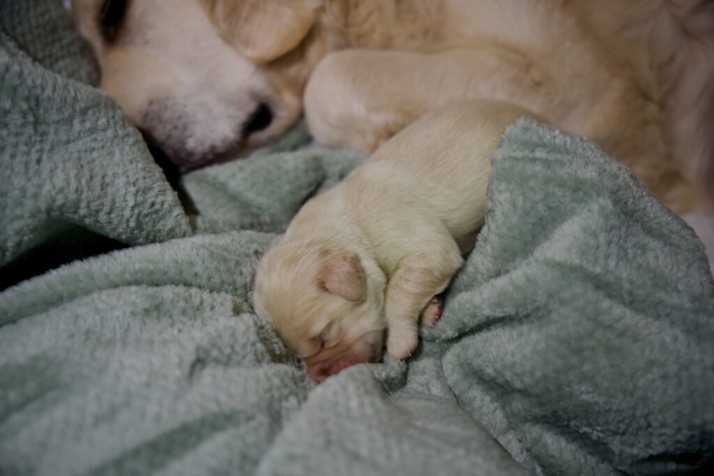 Chiot Golden Retriever nouveau né dans un plaid vert endormi à côté de sa mère