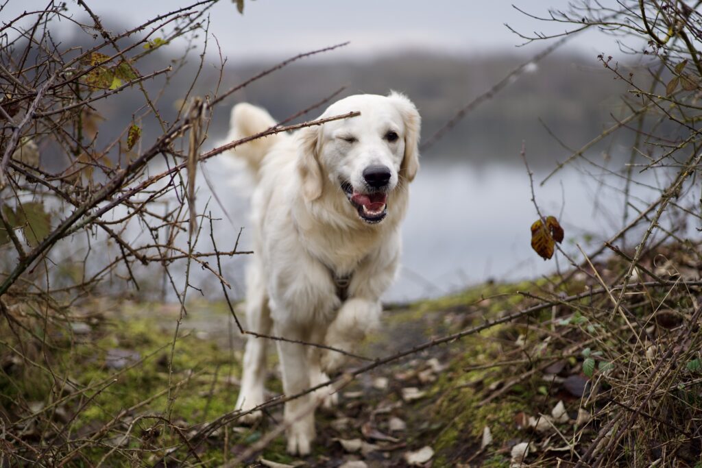 Golden Retriever clair qui saute avec clin d'oeil