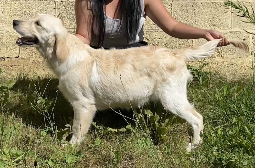 Golden Retriever femelle en position statique sur de l'herbe