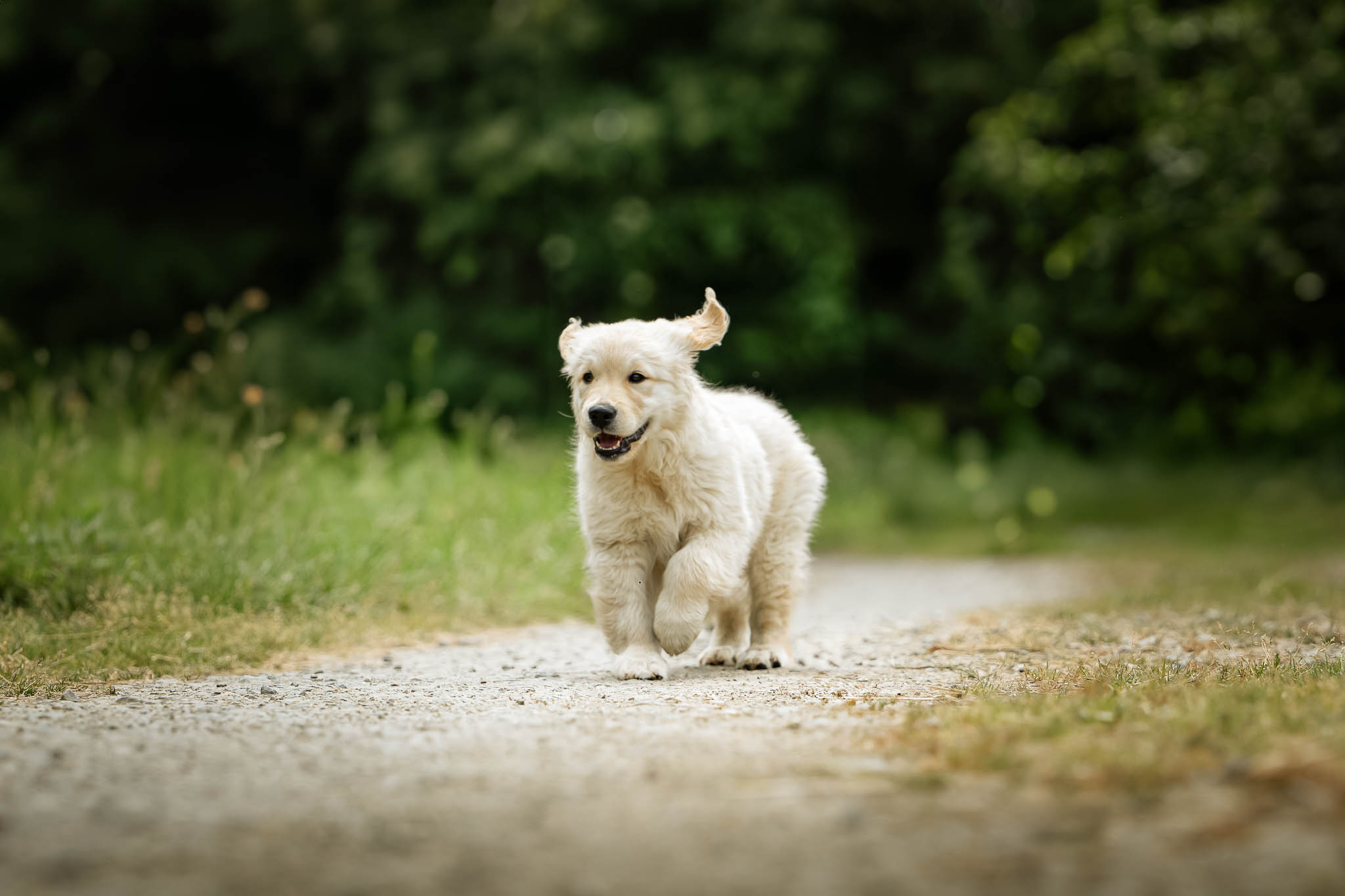 Chiot Golden Retriever clair qui court