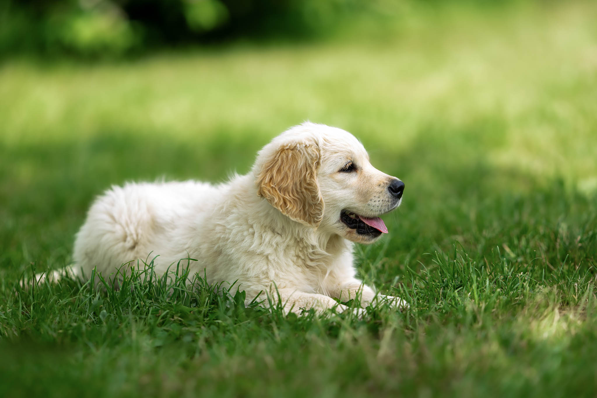 Bébé Golden Retriever clair