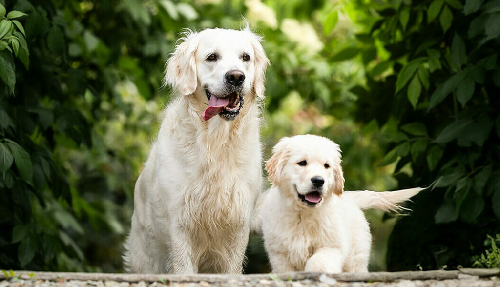 Mère et fille Golden Retriever clair