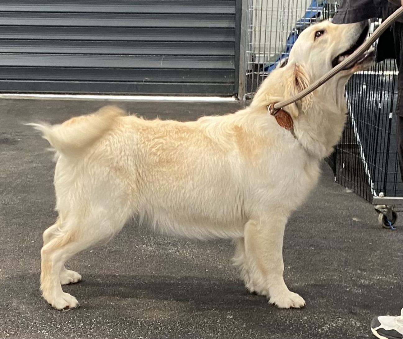 Golden Retriever clair en position statique