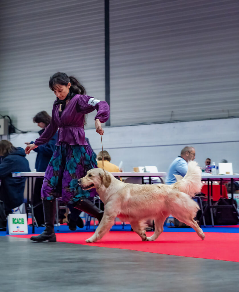 Golden Retriever femelle montrant une parfaite symétrie de mouvement en déplacement en exposition canine